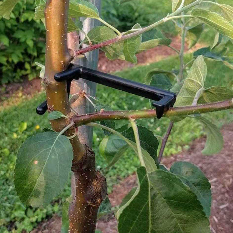 Root Watering Spike - فرع شجرة الفاكهة مجتذب فاينز النبات