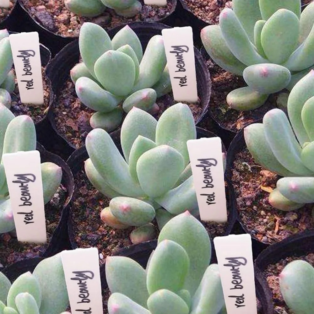 100 قطعة من بطاقات تعريف النبا - مراجعة Gardening Tools Labeled وسعره