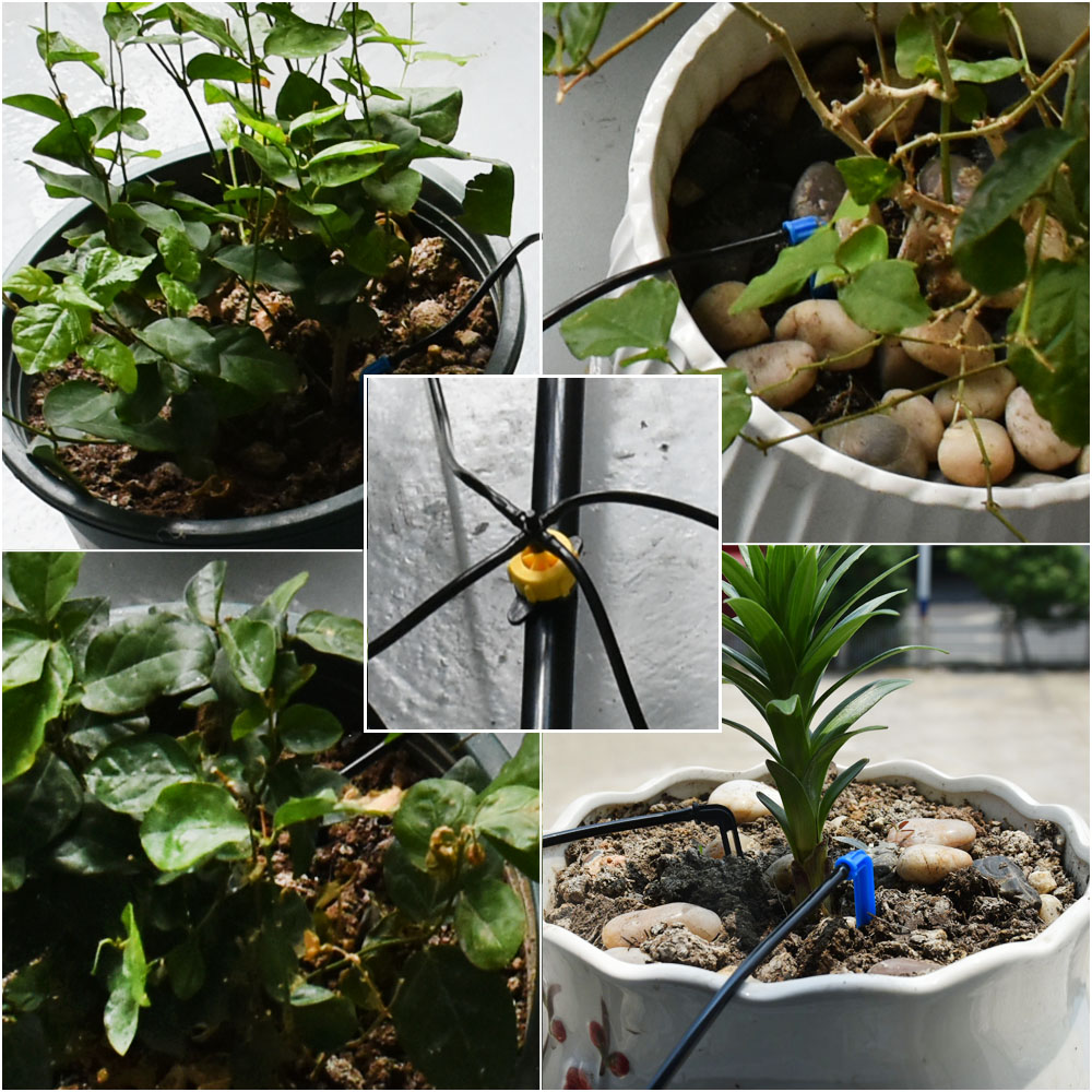 الدفيئة بوعاء منحني السهم بالت - مراجعة Root Watering Spike وسعره