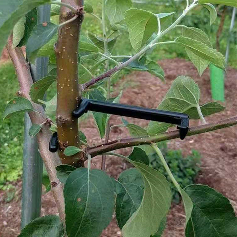 فرع شجرة الفاكهة مجتذب فاينز ا - مراجعة Root Watering Spike وسعره