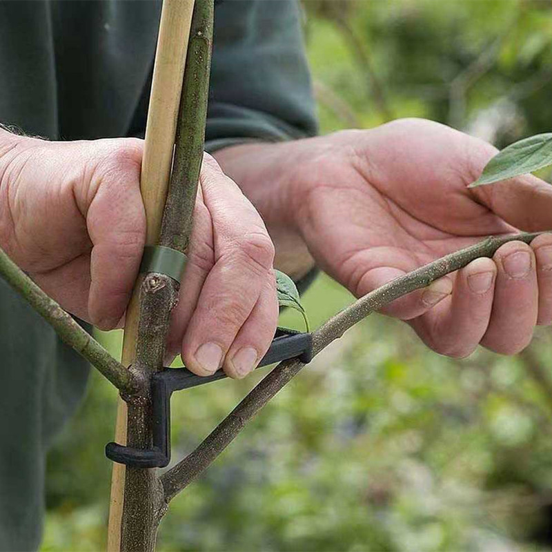 فرع شجرة الفاكهة مجتذب فاينز ا - مراجعة Root Watering Spike وسعره